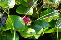 Tag 4 18.09.2024 Haldenwanderung Grube Reden, Wassergarten