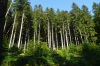 Tag 5 19.09.2024 Wanderung auf dem Römerpfad  