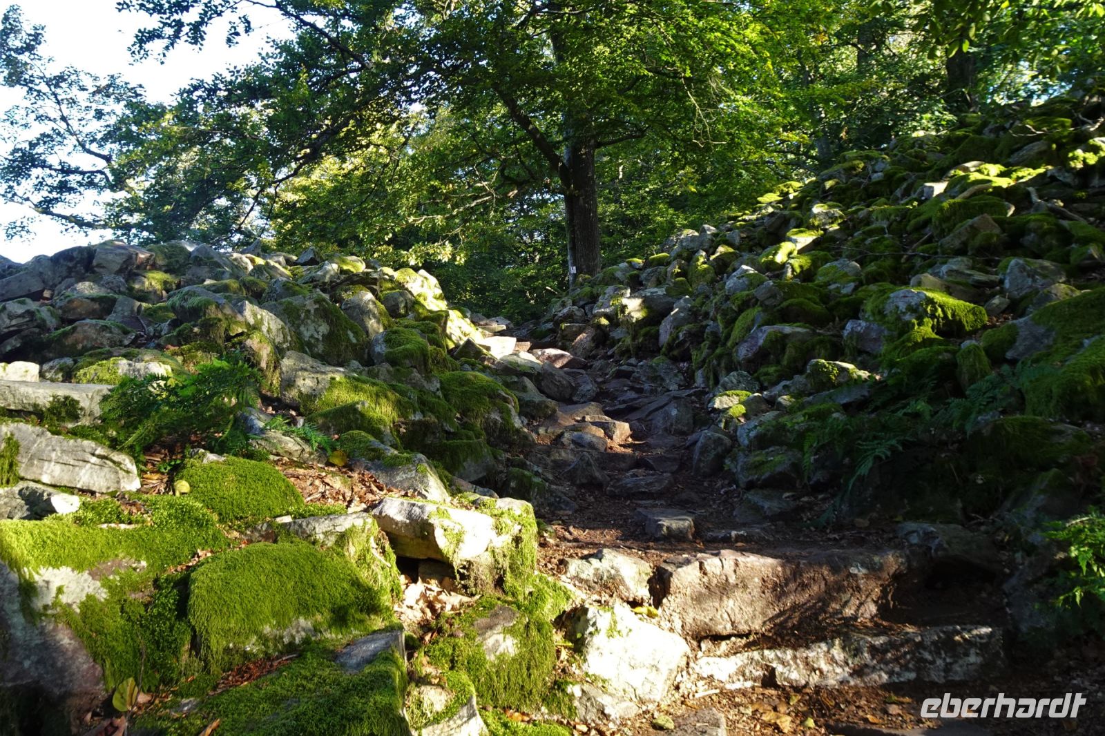 Tag 7 Wanderung auf dem Premiumwanderweg Dollbergschleife   
