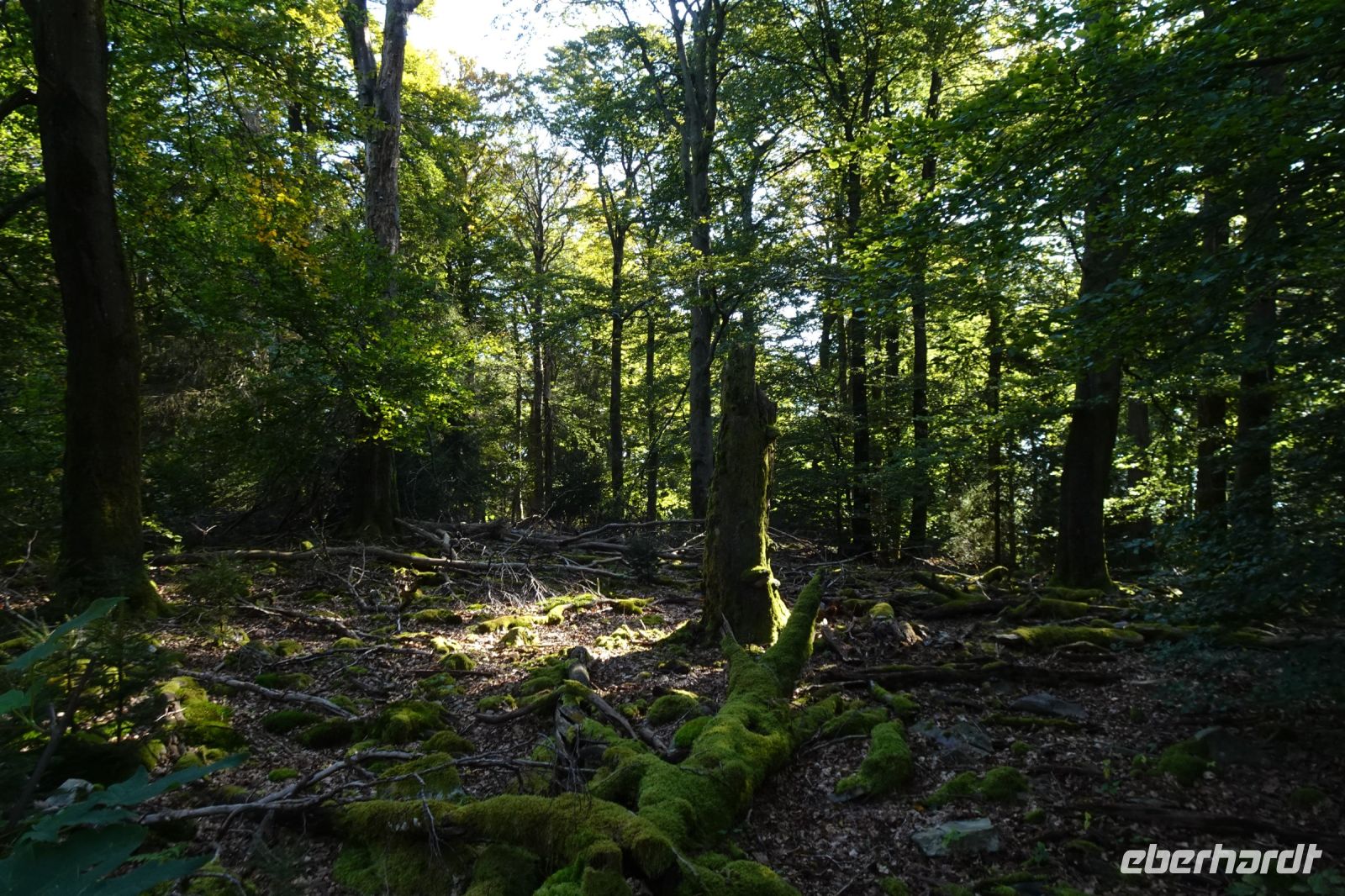 Tag 7 Wanderung auf dem Premiumwanderweg Dollbergschleife   