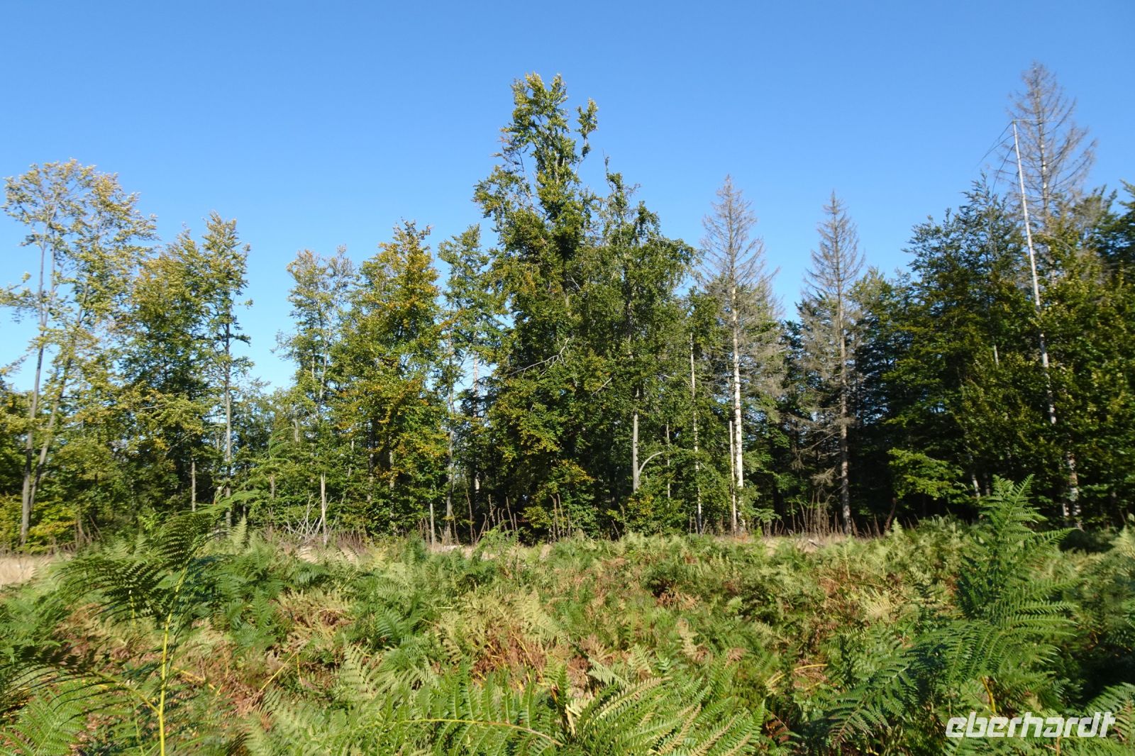 Tag 7 Wanderung auf dem Premiumwanderweg Dollbergschleife   