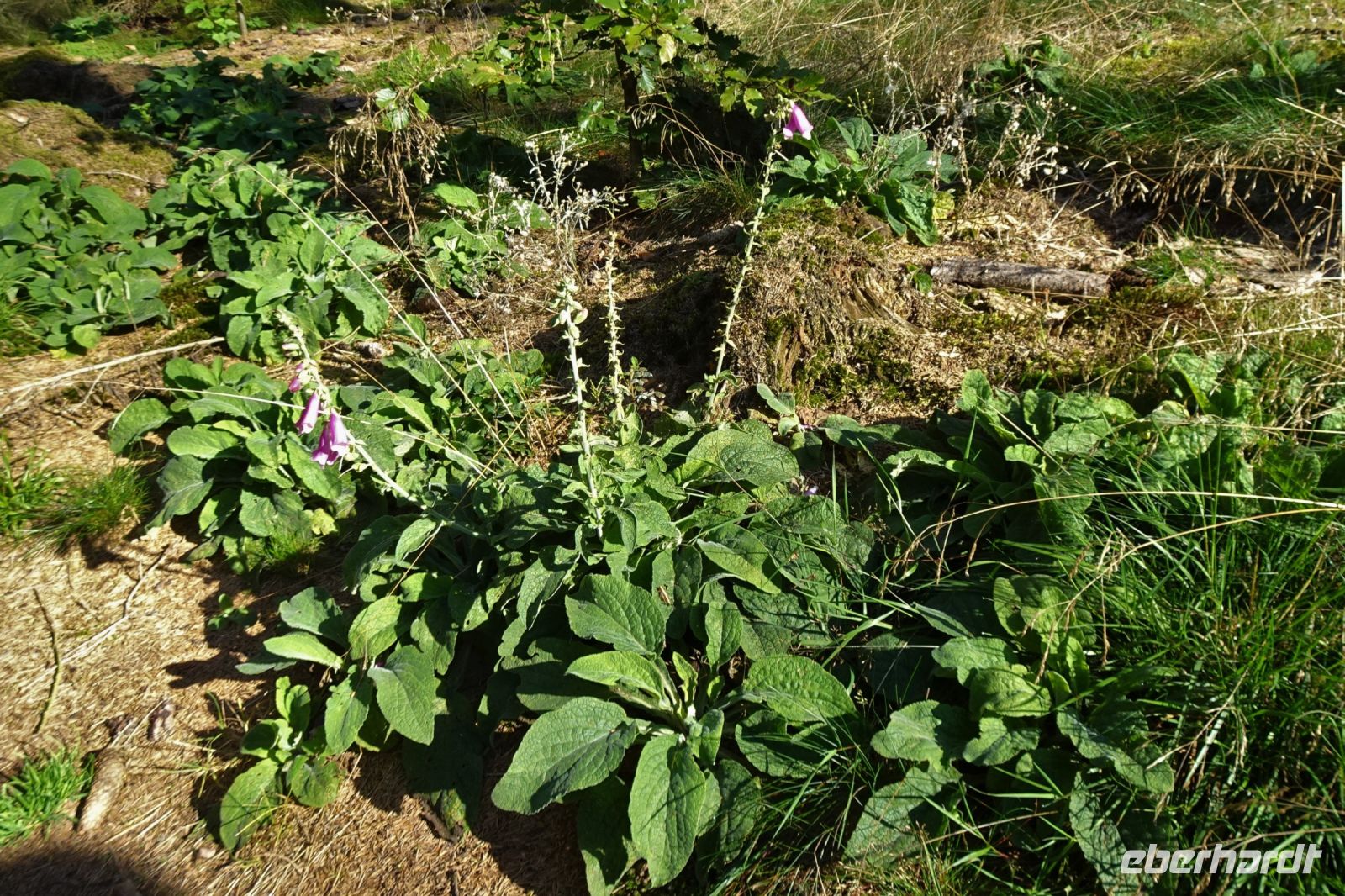 Tag 7 Wanderung auf dem Premiumwanderweg Dollbergschleife   