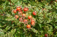 Tag 8 22.09.2024 Herbstanfang