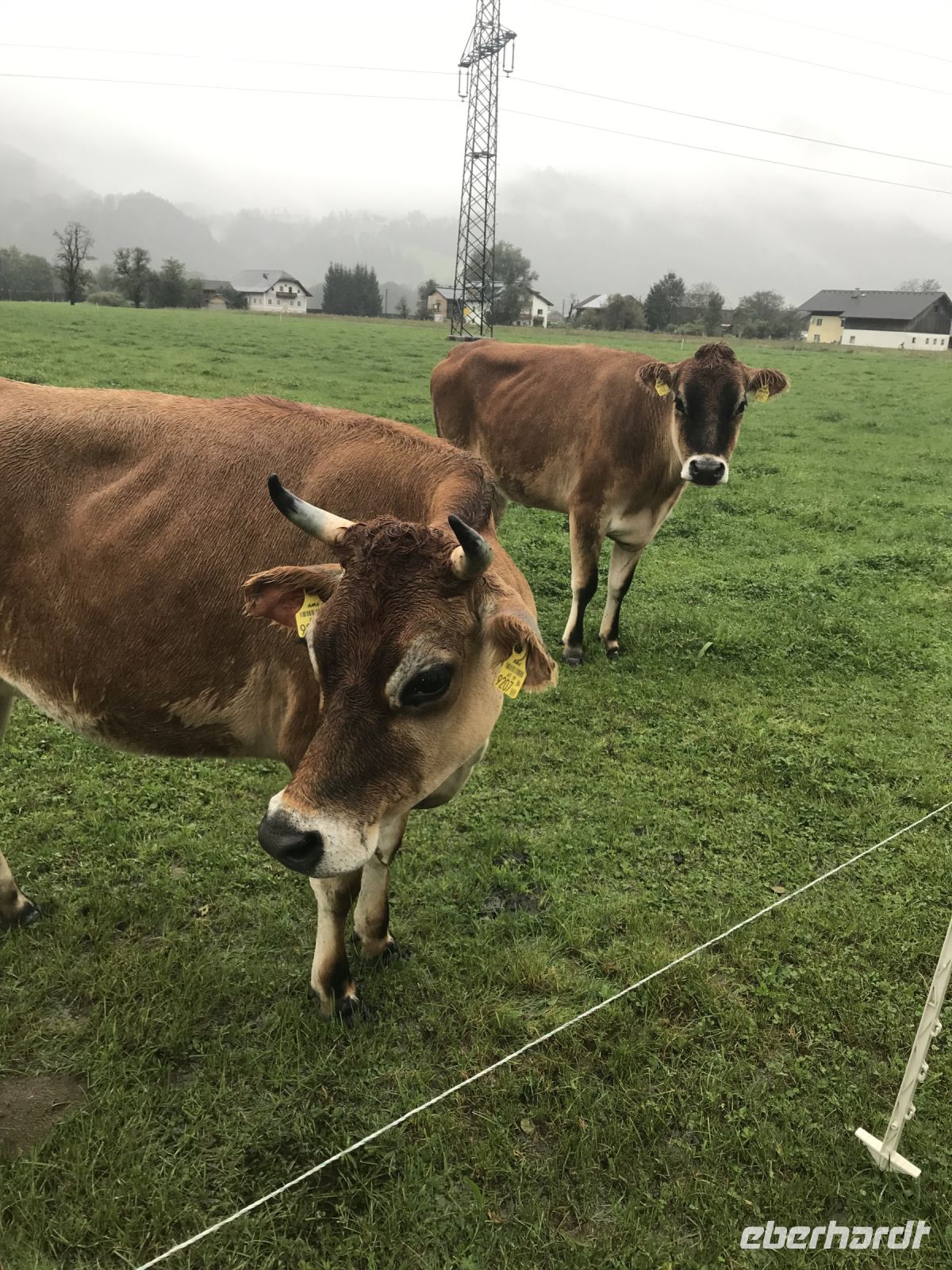 Rundreise Berchtesgadener Land -  Bio Hofkäserei Fürstenhof - Jersey Rinder