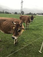 Rundreise Berchtesgadener Land -  Bio Hofkäserei Fürstenhof - Jersey Rinder