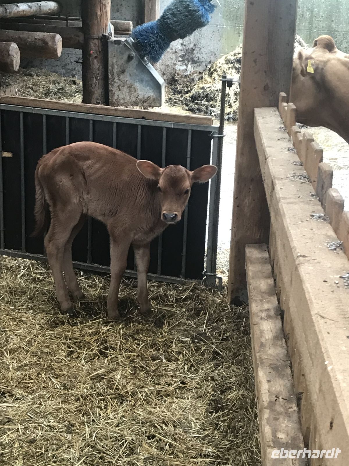 Rundreise Berchtesgadener Land -  Bio Hofkäserei Fürstenhof