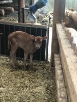 Rundreise Berchtesgadener Land -  Bio Hofkäserei Fürstenhof