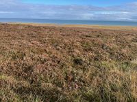 in der Braderuper Heide