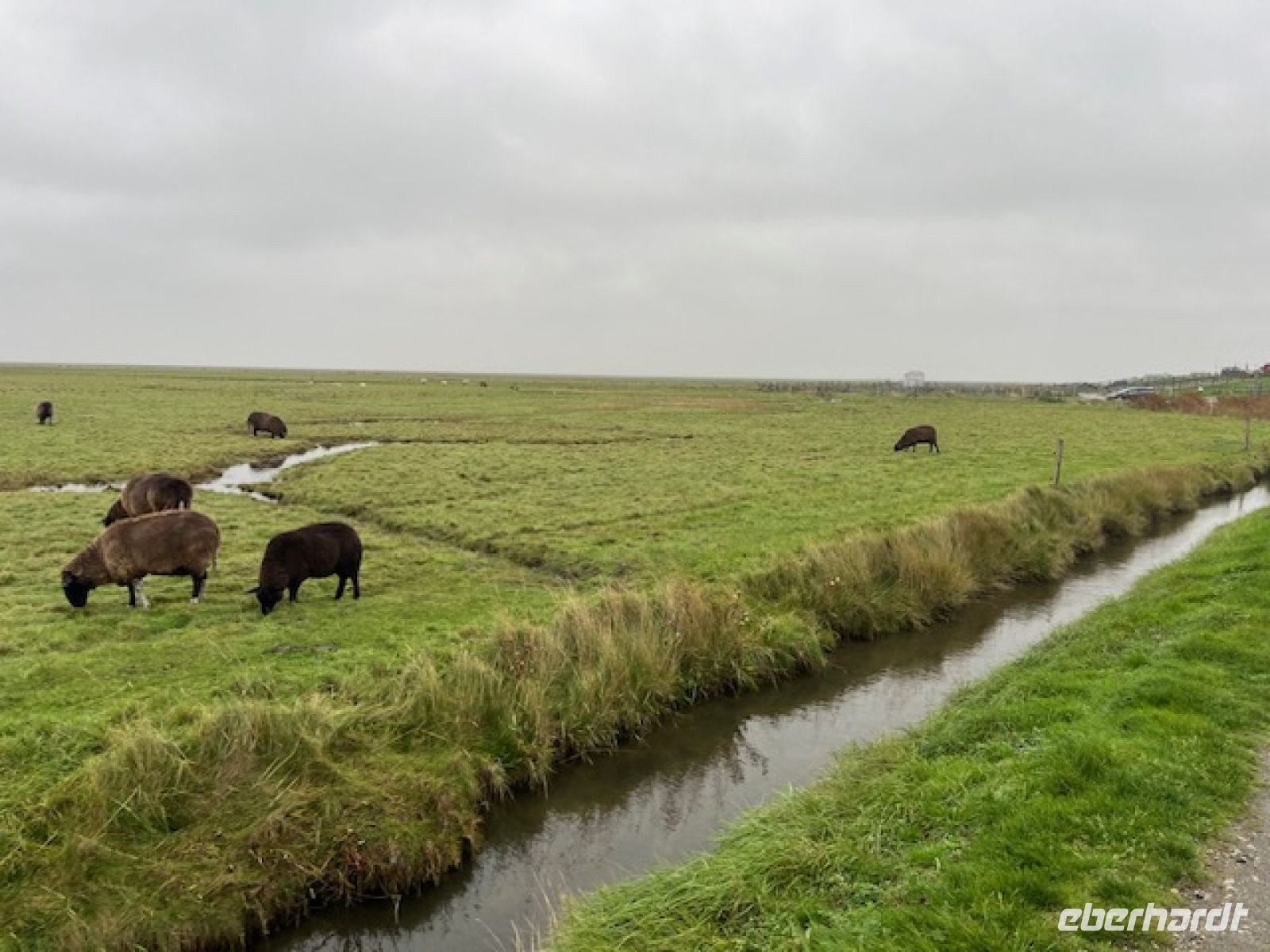 Die zahlreichen Mitbewohner der Hallig