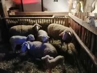 Bergweihnacht im Sixenhof