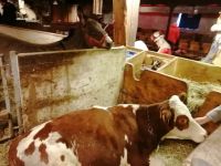 Bergweihnacht in Sixenhof