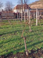 2024_Weihnachtsreise_Dresden: Weingut Wackerbarth - 