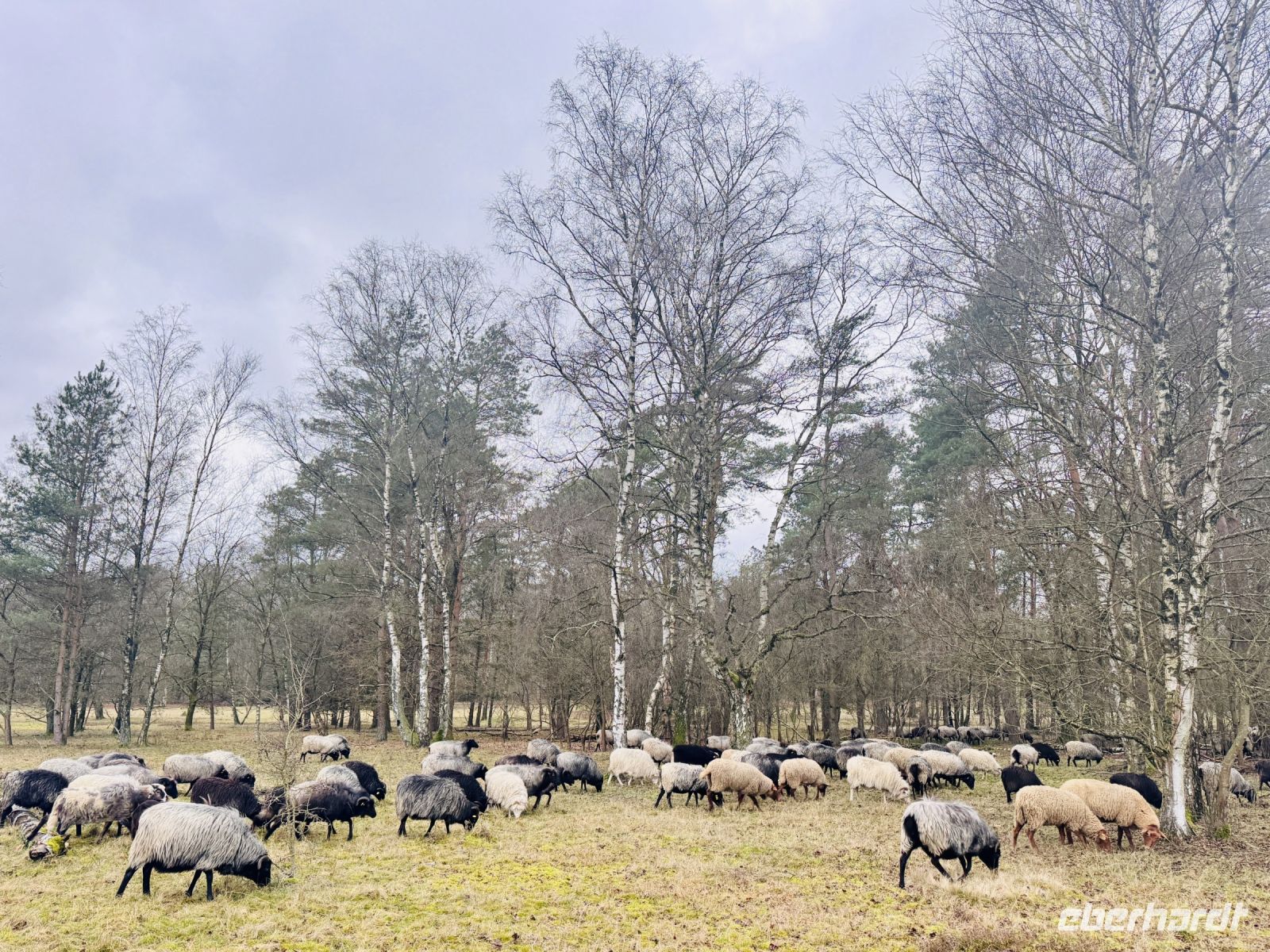 Tag 4 - Heidschnucken 