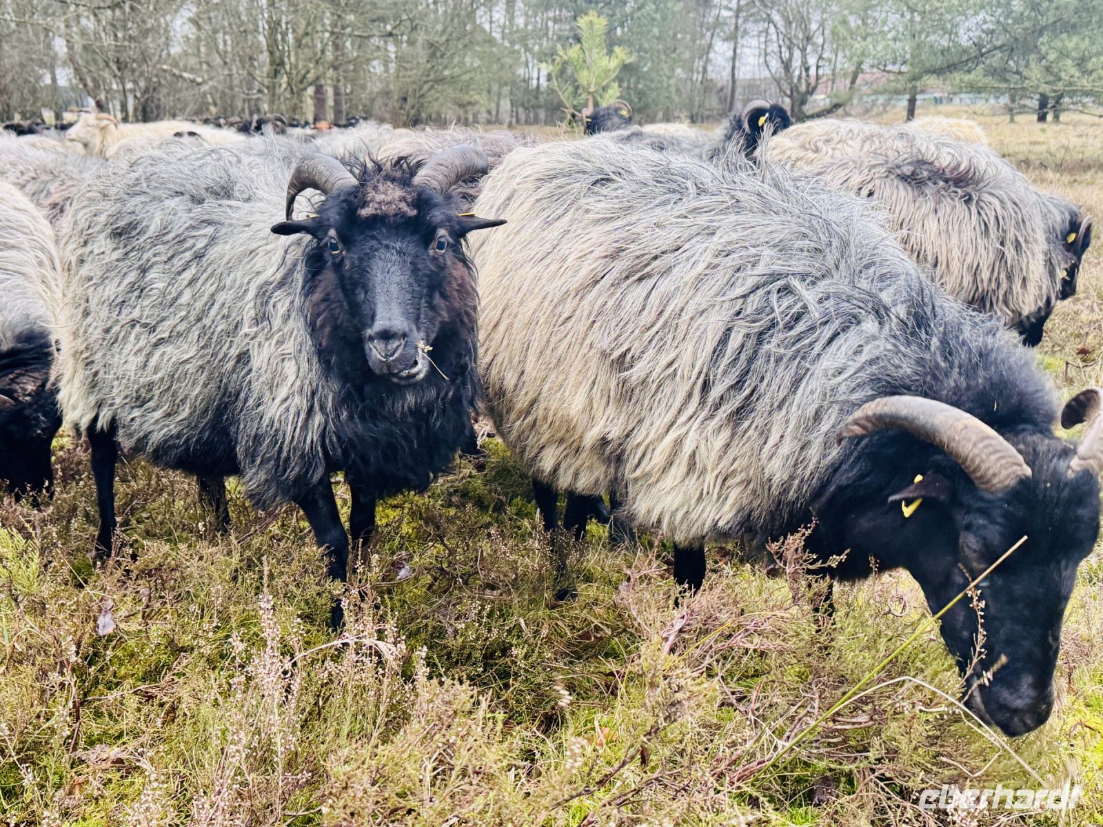 Tag 4 - Heidschnucken 