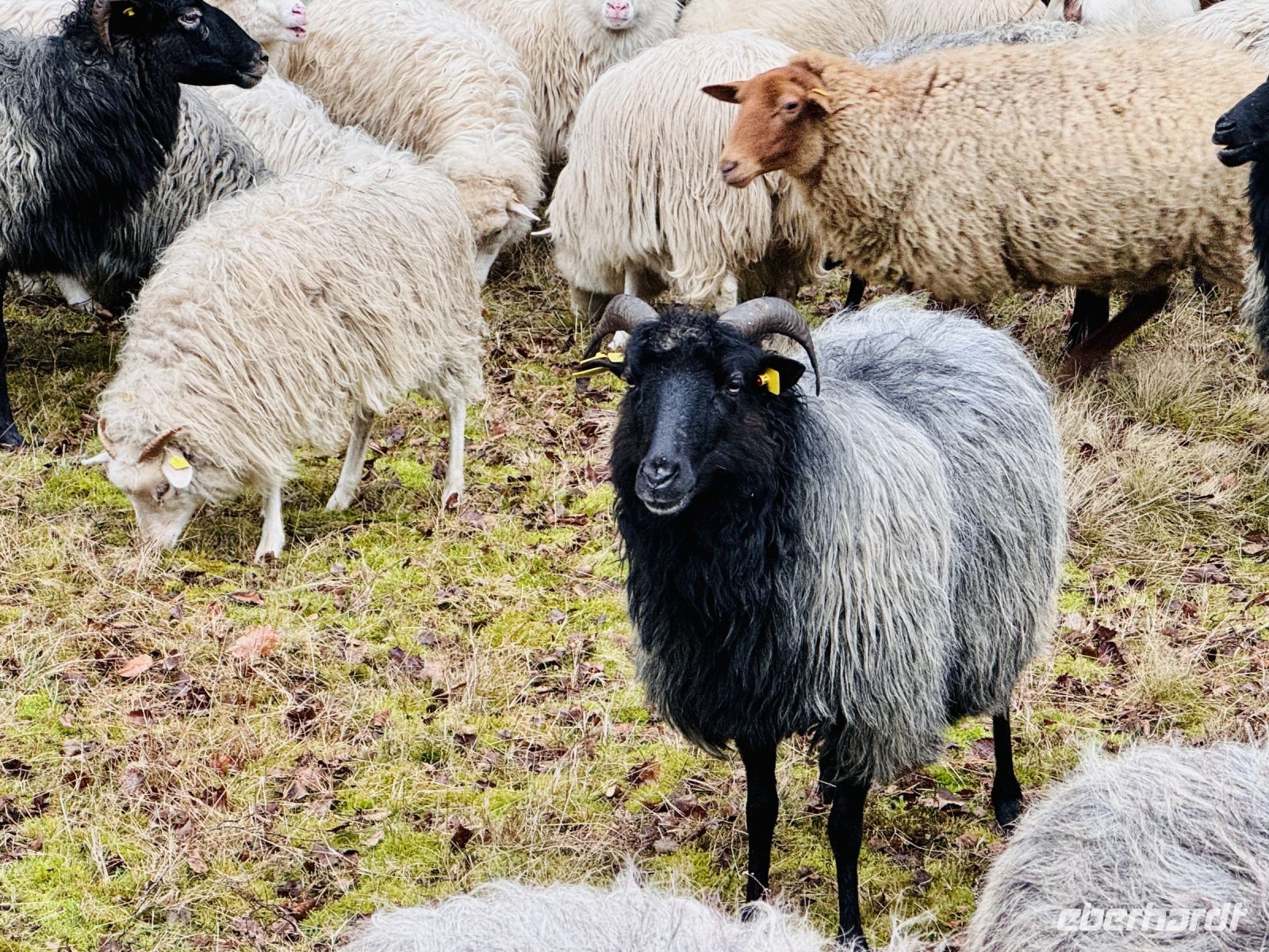 Tag 4 - Heidschnucken 