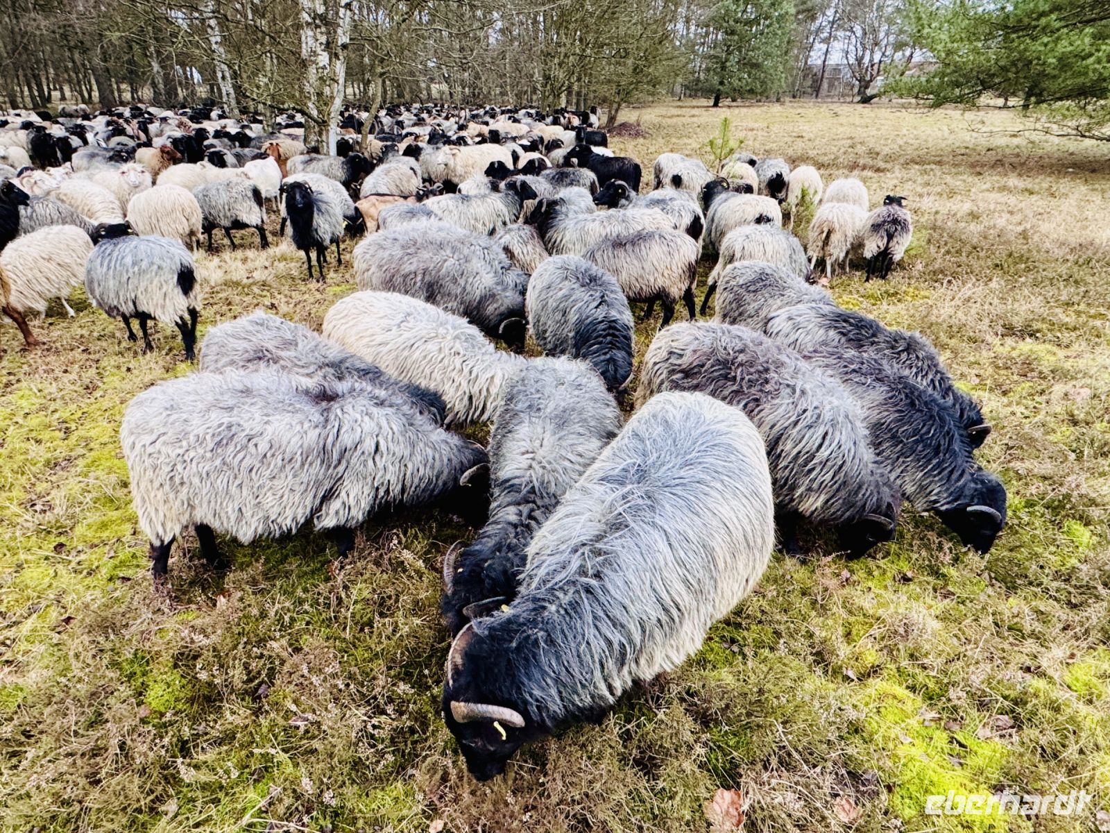 Tag 4 - Heidschnucken 