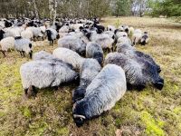 Tag 4 - Heidschnucken 