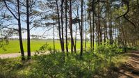 Waldstück bei Wustrow