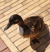 Besucher im Cafe auf Hallig Hooge
