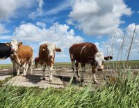 Glückliche Kühe auf der Hallig Hooge