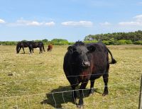 Glückliches Vieh auf Föhr