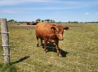Glückliches Vieh auf Föhr