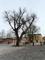Hinter dem Baum: einzige erhaltene preußische Exerzierhalle!