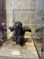 Ulmer Spatz von der Münsterspitze