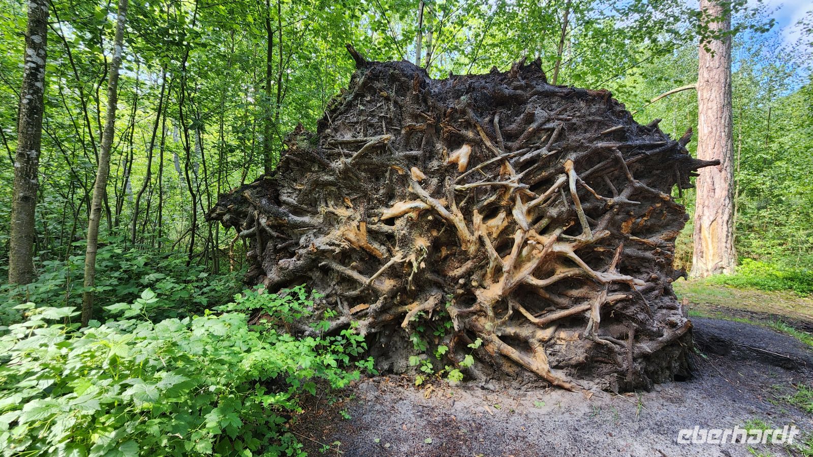 Wanderung Darßer Wald
