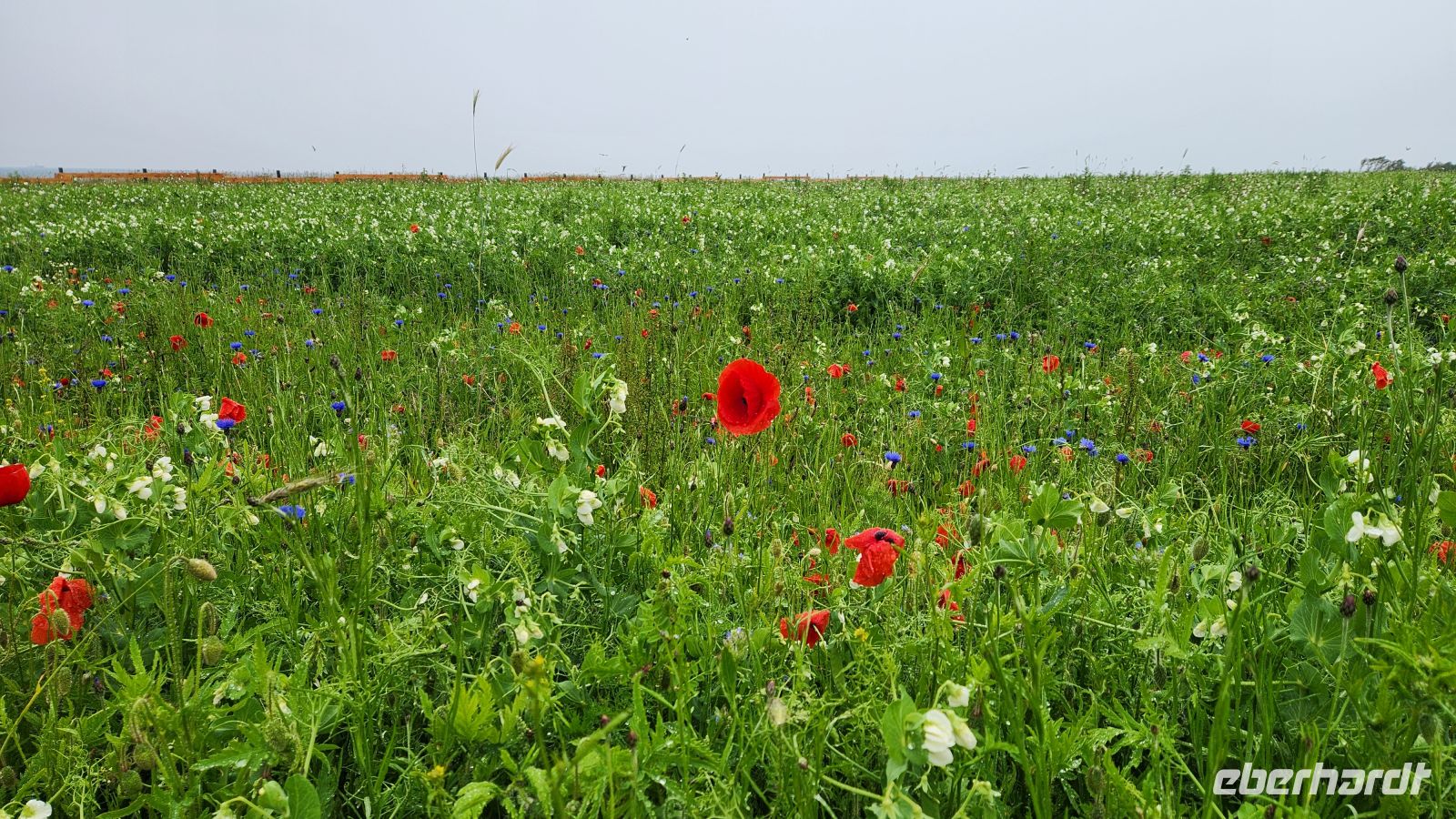 Blumenwiese am Bakelberg