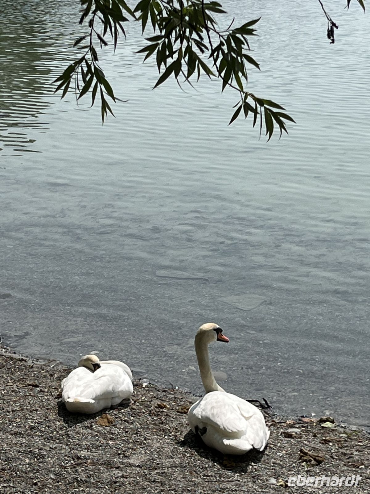 Bodenseerundreise 9.06.25 Insel Mainau - eine Idylle empfing uns!