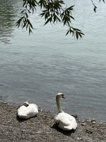Bodenseerundreise 9.06.25 Insel Mainau - eine Idylle empfing uns!