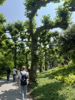 Bodenseerundreise 9.06.25 Insel Mainau -Platanen gesäumte Allee