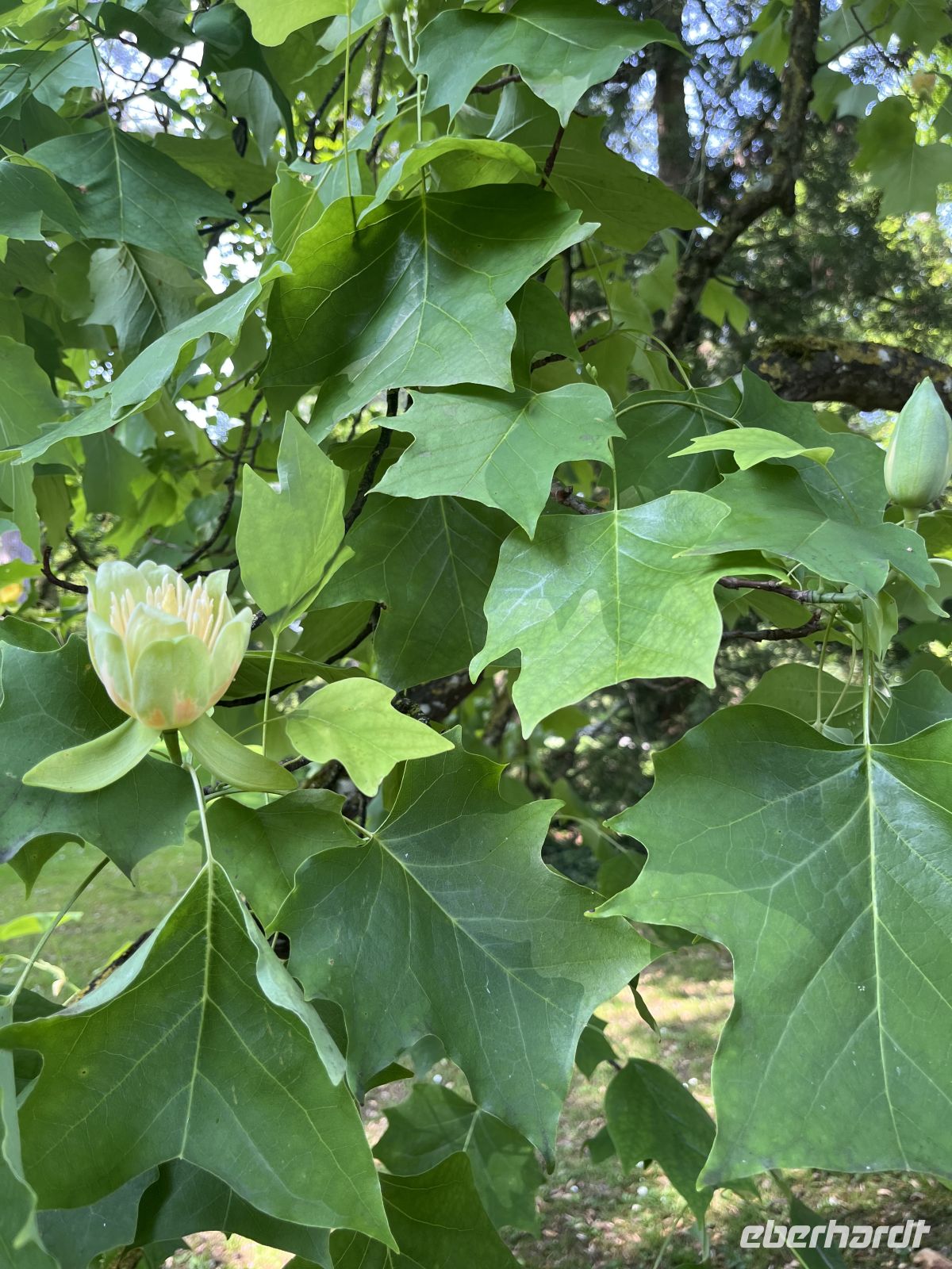 Bodenseerundreise 9.06.25 Insel Mainau Tulpenbaum