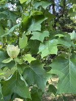 Bodenseerundreise 9.06.25 Insel Mainau Tulpenbaum