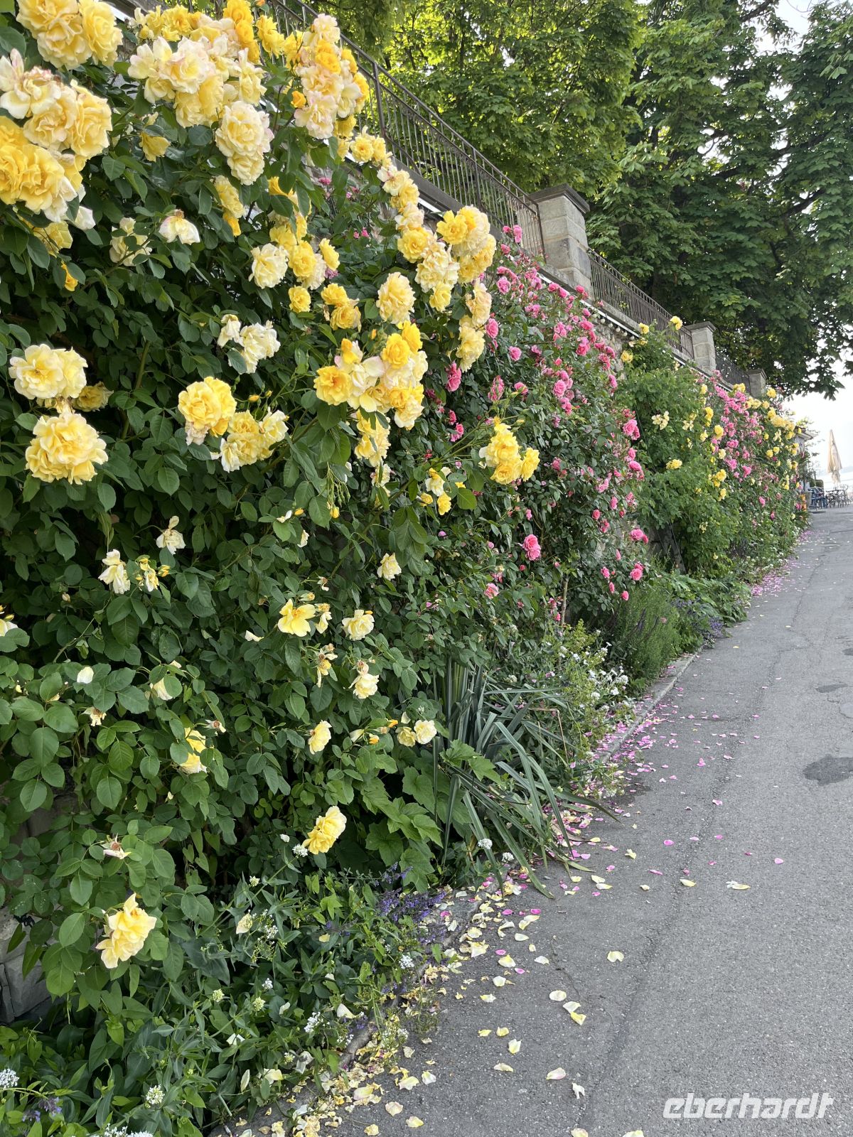 Bodenseerundreise 11.06.25  am Hafen in  Lindau