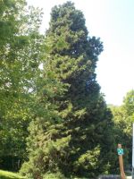 DSCN0127.JPG   350 Jahre alter Mammut- Baum