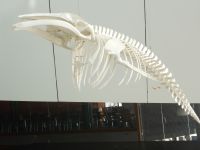 DSCN0230.JPG   im Ozeaneum Stralsund