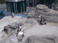 DSCN0245.JPG   niedliche Tierchen