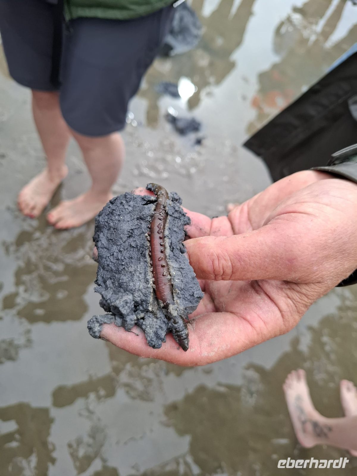 der berühmte Wattwurm