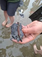 der berühmte Wattwurm