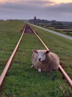 Das Schaf auf der Lorenbahn darf nicht fehlen