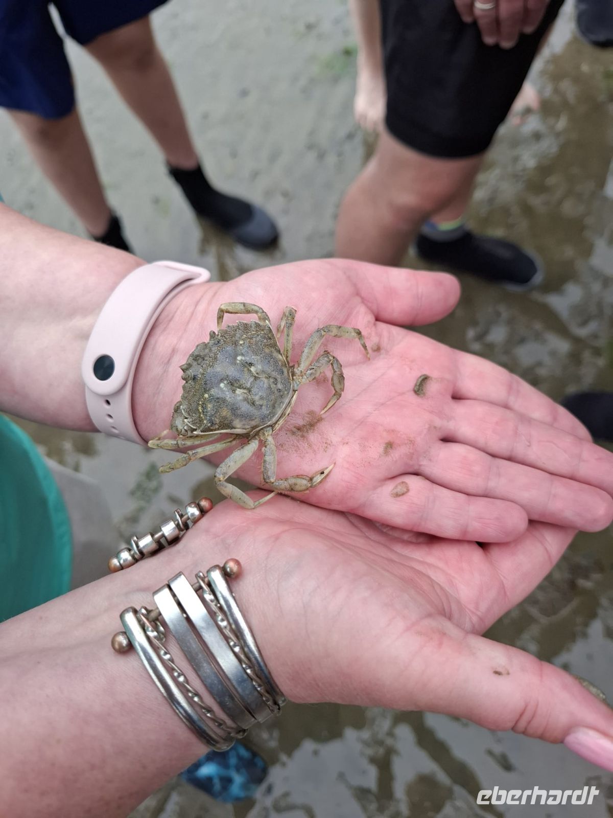 Strandkrabbe bei der Wattwanderung