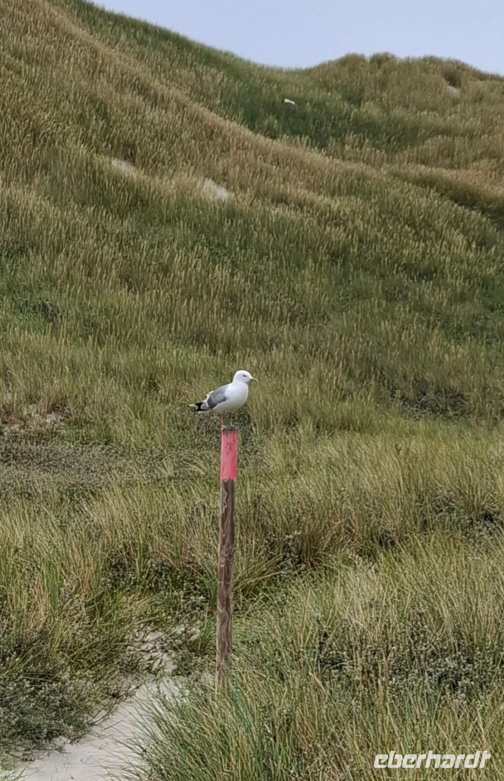 die Möwen sind überall....