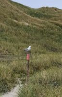 die Möwen sind überall....