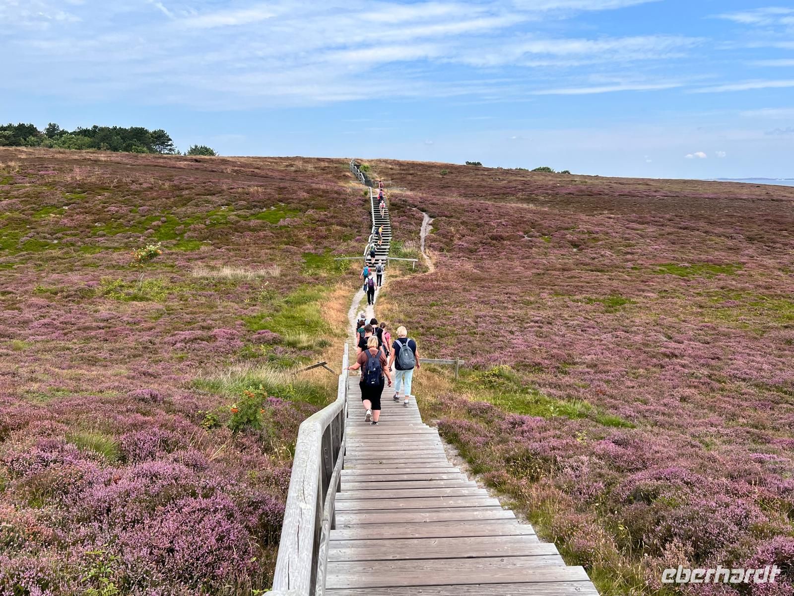 durch die blühende Heide in Braderup auf Sylt