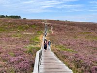 durch die blühende Heide in Braderup auf Sylt