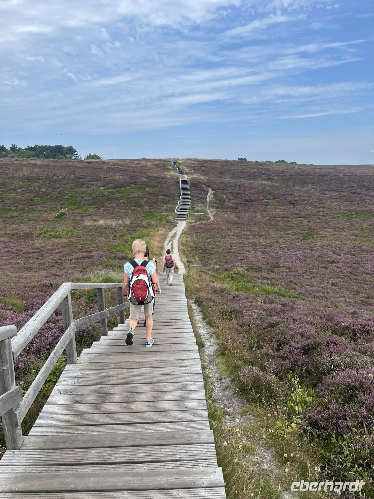Bohlenwege durch die Sylter Heidelandschaft