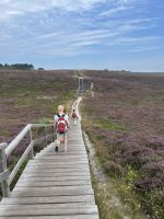 Bohlenwege durch die Sylter Heidelandschaft