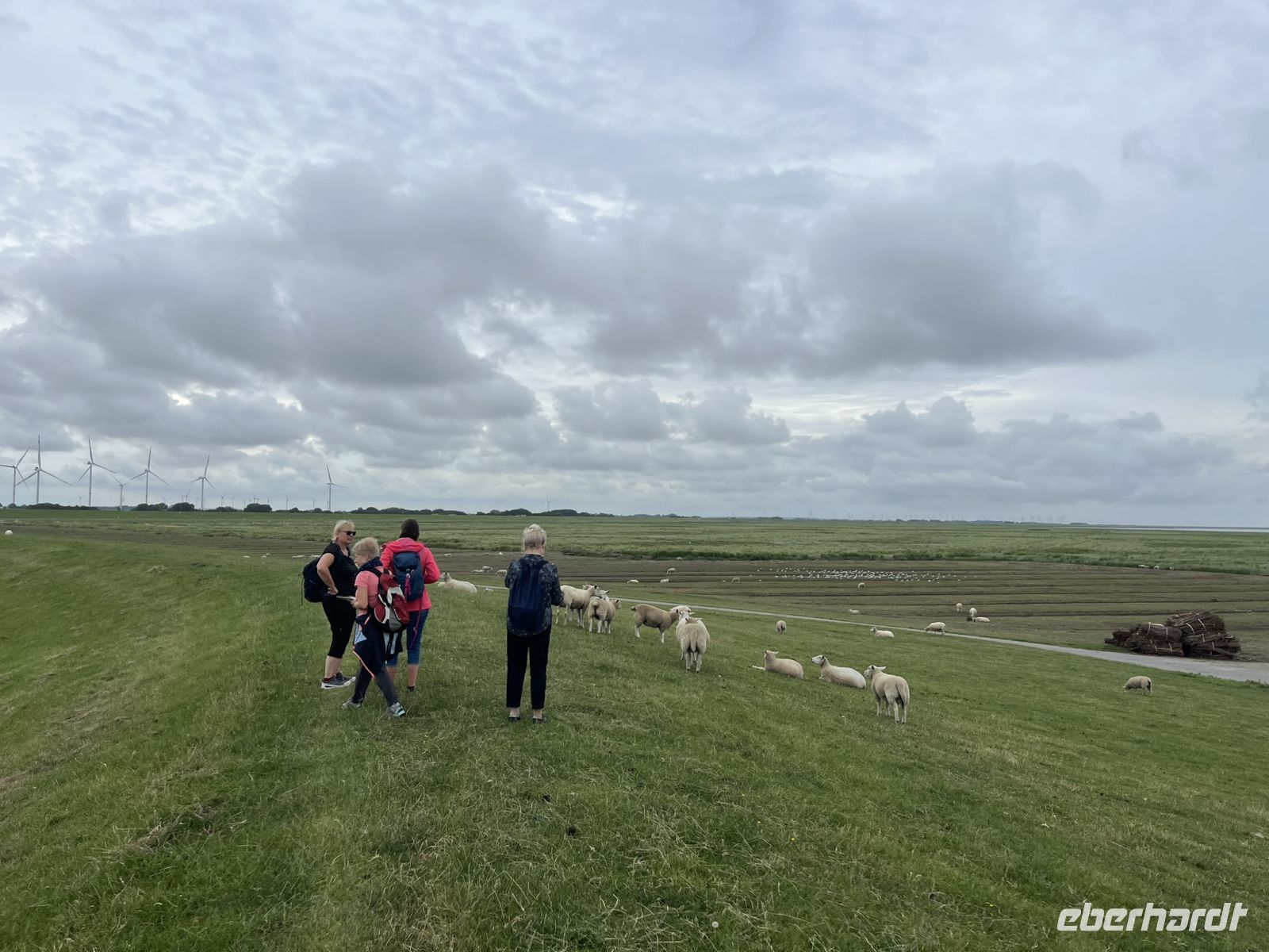 Deichwanderweg mit ganz vielen Schafen
